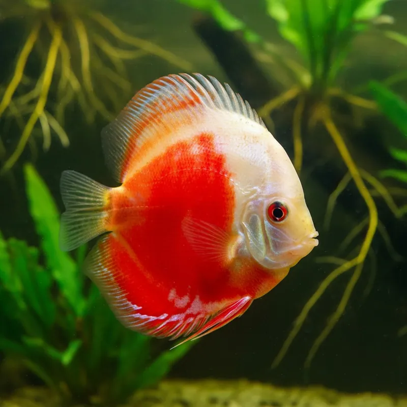 Red & White Diskus 10 cm Schneller Versand